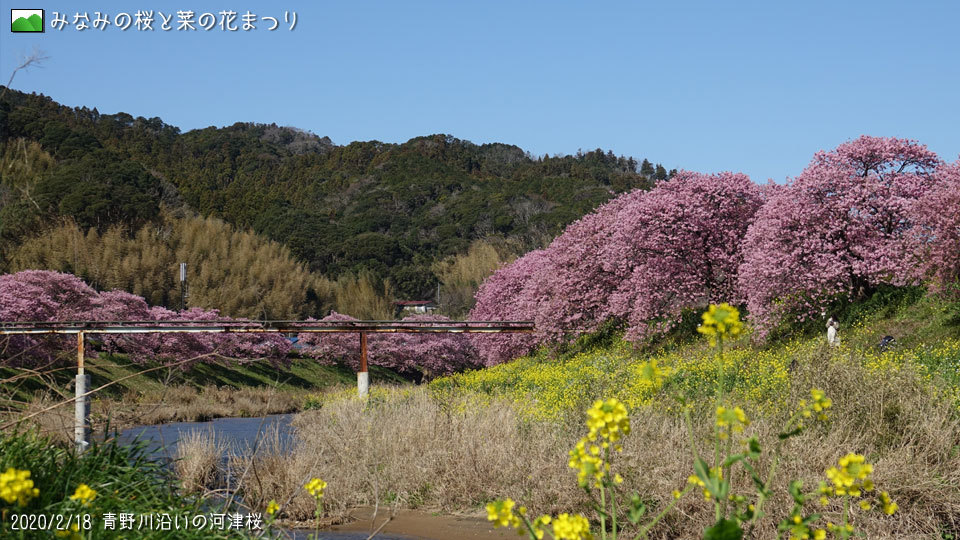 2020/02/18 みなみの桜と菜の花まつり