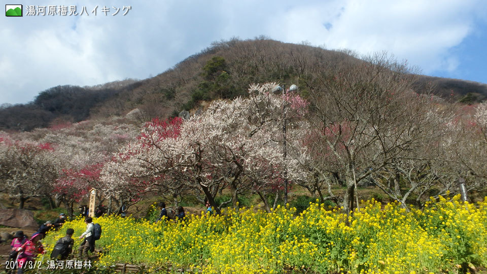 2019/3/2 湯河原梅見ハイキング