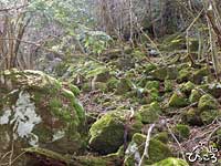 苔むした岩がまるで屋久島の森のよう。