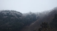 山の上の木々は霧氷で真っ白