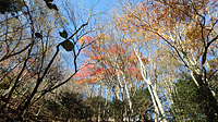 カエデやブナなど、秋には赤や黄色の葉がカラフルに色づきます。